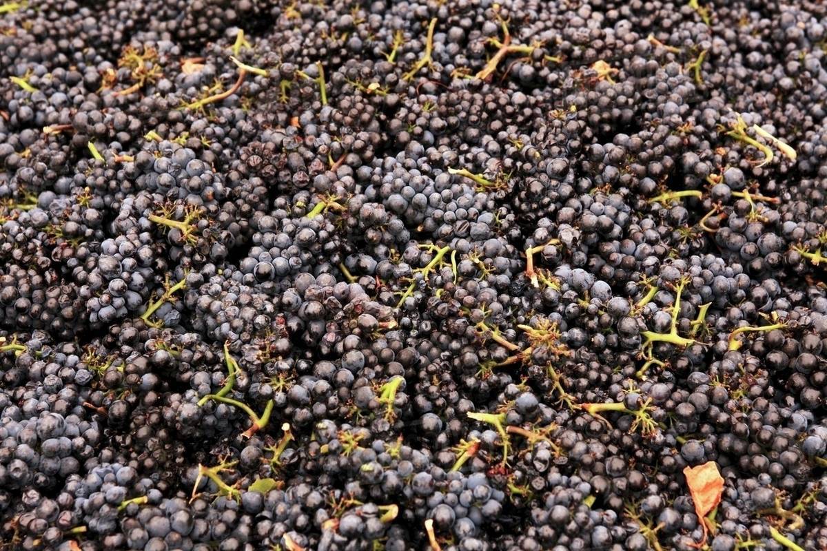 Pinot Noir grapes after picking Stock Photo Dissolve
