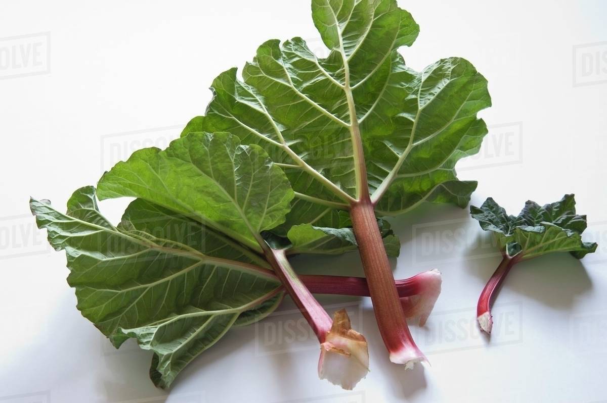 Fresh rhubarb Stock Photo Dissolve