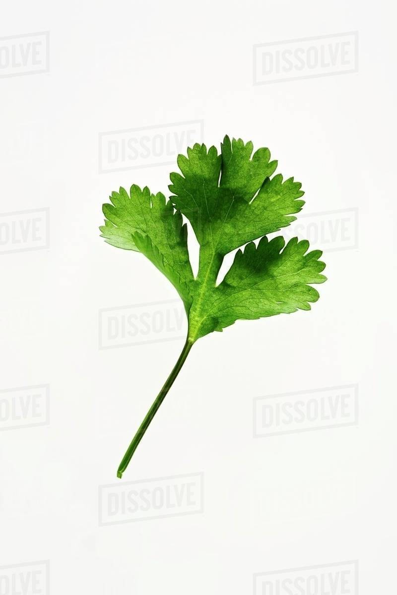 A coriander leaf Stock Photo Dissolve