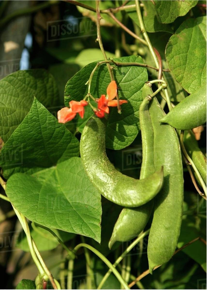 Flowers On Runner Beans But No Best Flower Site
