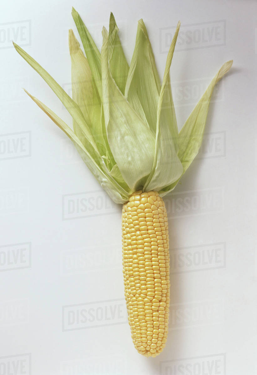 An Ear of Fresh Corn, Husk Peeled Back Stock Photo Dissolve