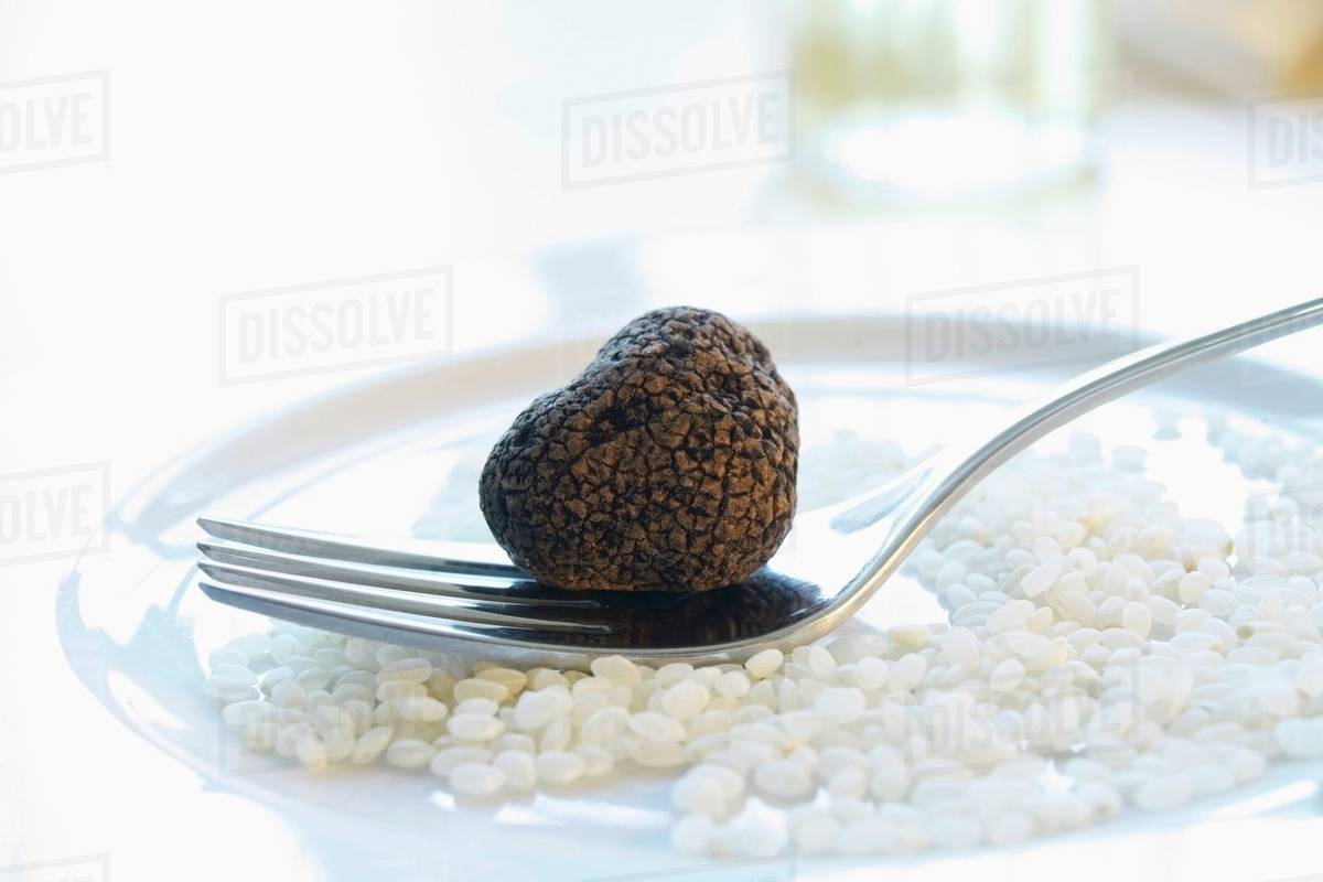 Black truffle (Chinese truffle) on fork & risotto rice on plate Stock