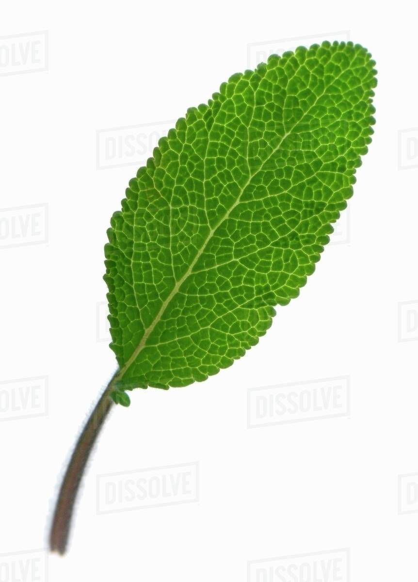 Sage leaf Stock Photo Dissolve