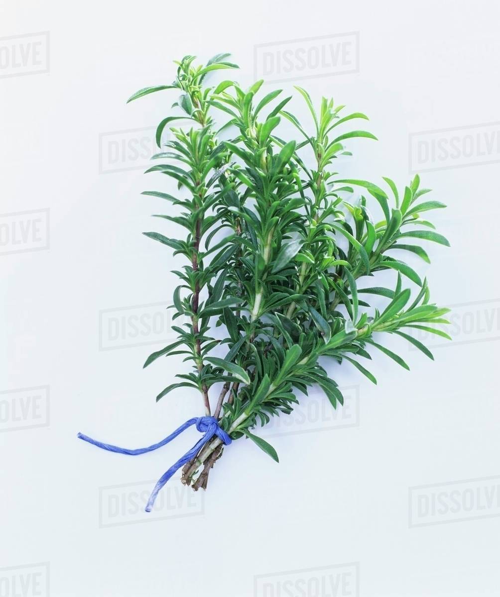 A bunch of rosemary Stock Photo Dissolve