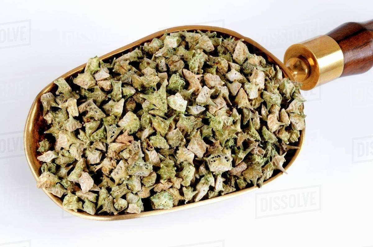 Dried puncture vine fruits (Tribulus terrestris) Stock Photo Dissolve