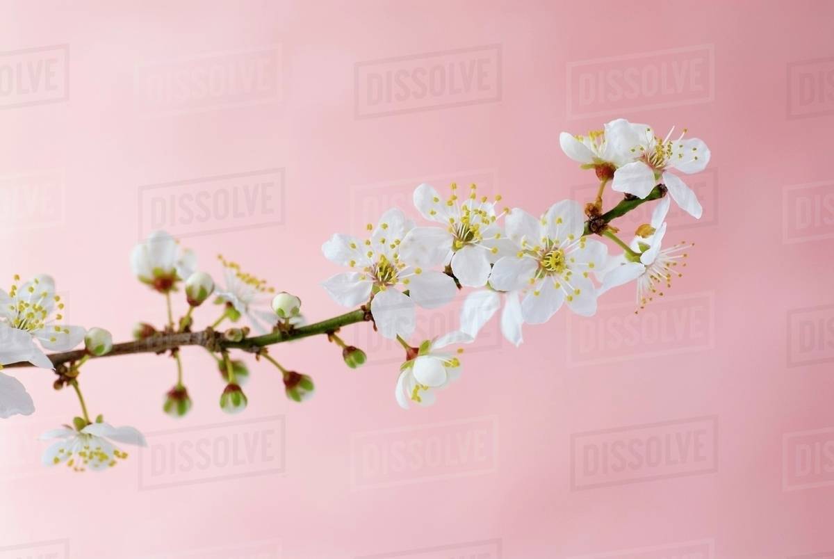 Spray of plum blossom Stock Photo Dissolve