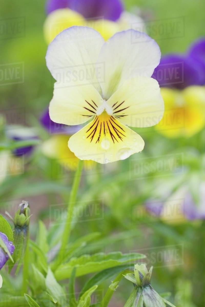 Yellow pansy Stock Photo Dissolve