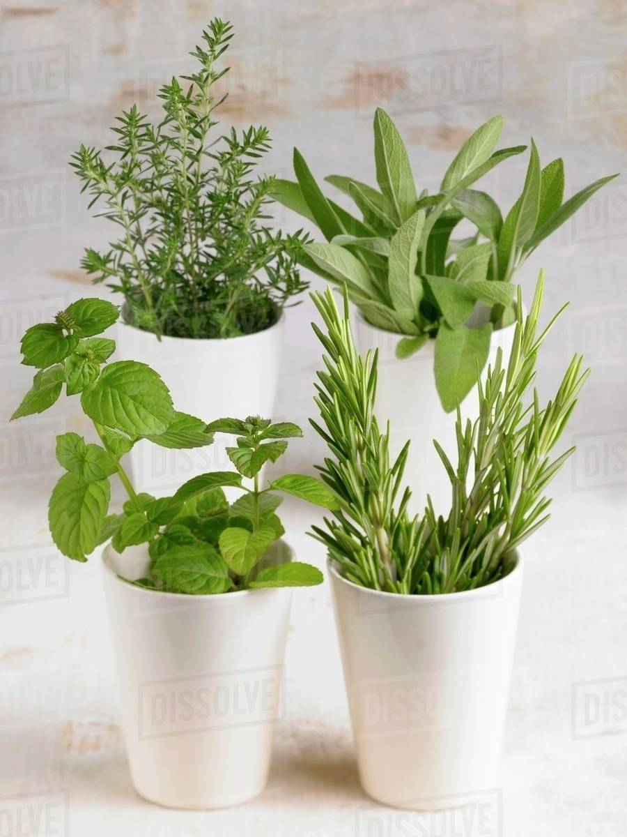 Assorted herbs in beakers Stock Photo Dissolve