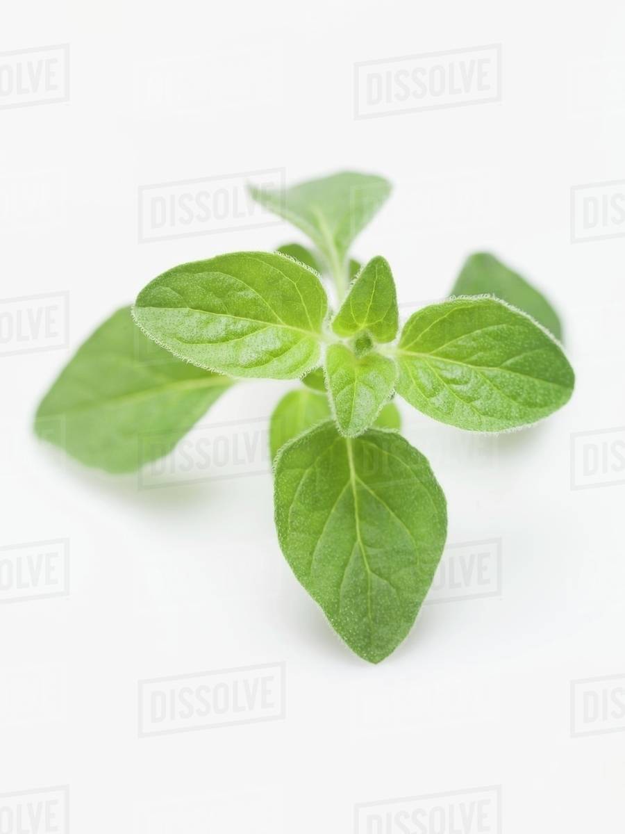 Fresh marjoram Stock Photo Dissolve