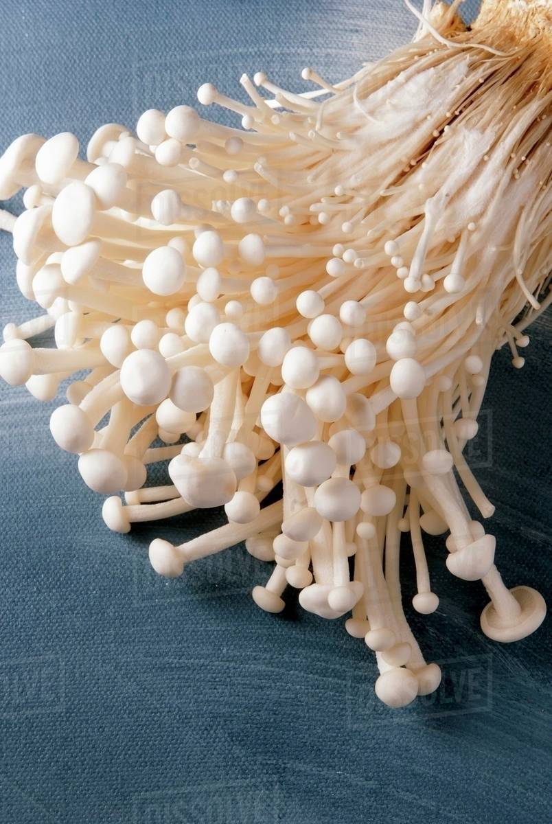 Fresh enoki mushrooms - Royalty-free Stock Photo | Dissolve