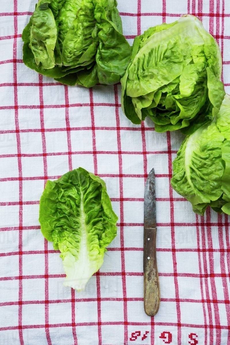 Lettuce on a tea towel Stock Photo Dissolve