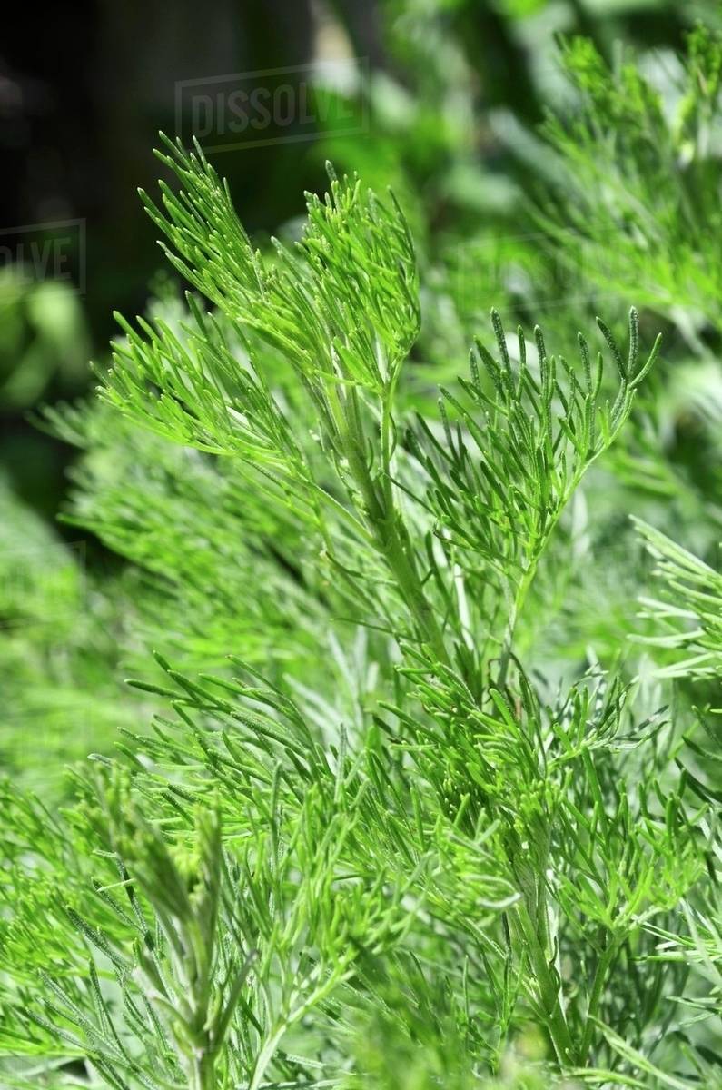 Southernwood (artemisia abrotanum) Stock Photo Dissolve