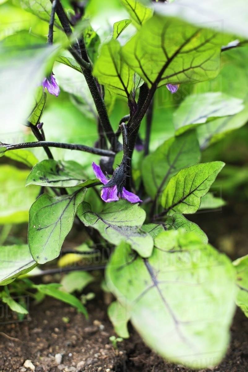 An aubergine plant in a vegetable patch (closeup) Stock Photo Dissolve