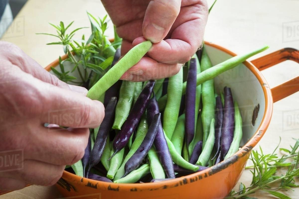 A man washing freshly harvested garden beans in an enamel sieve Stock