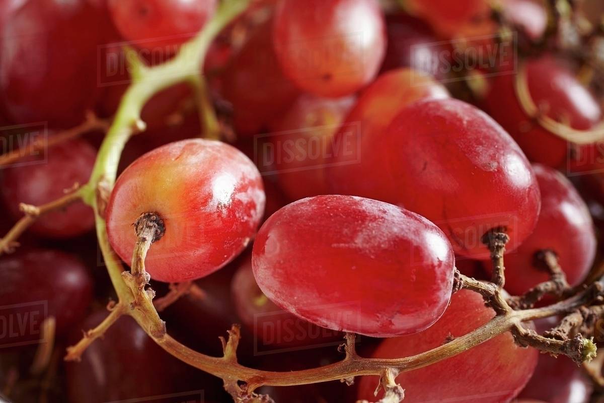 Red, seedless grapes (closeup) Stock Photo Dissolve