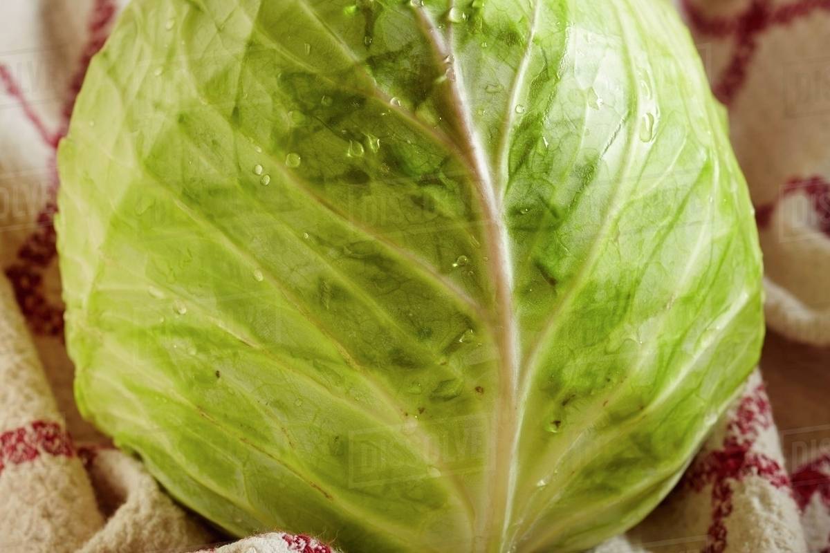 A whole white cabbage on a tea towel Stock Photo Dissolve