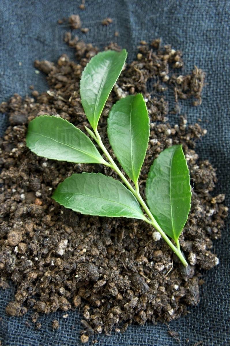 Tea leaves in soil Stock Photo Dissolve
