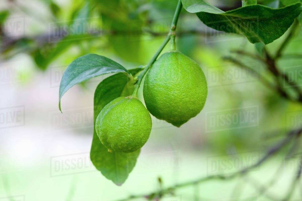 Limes on the tree Stock Photo Dissolve