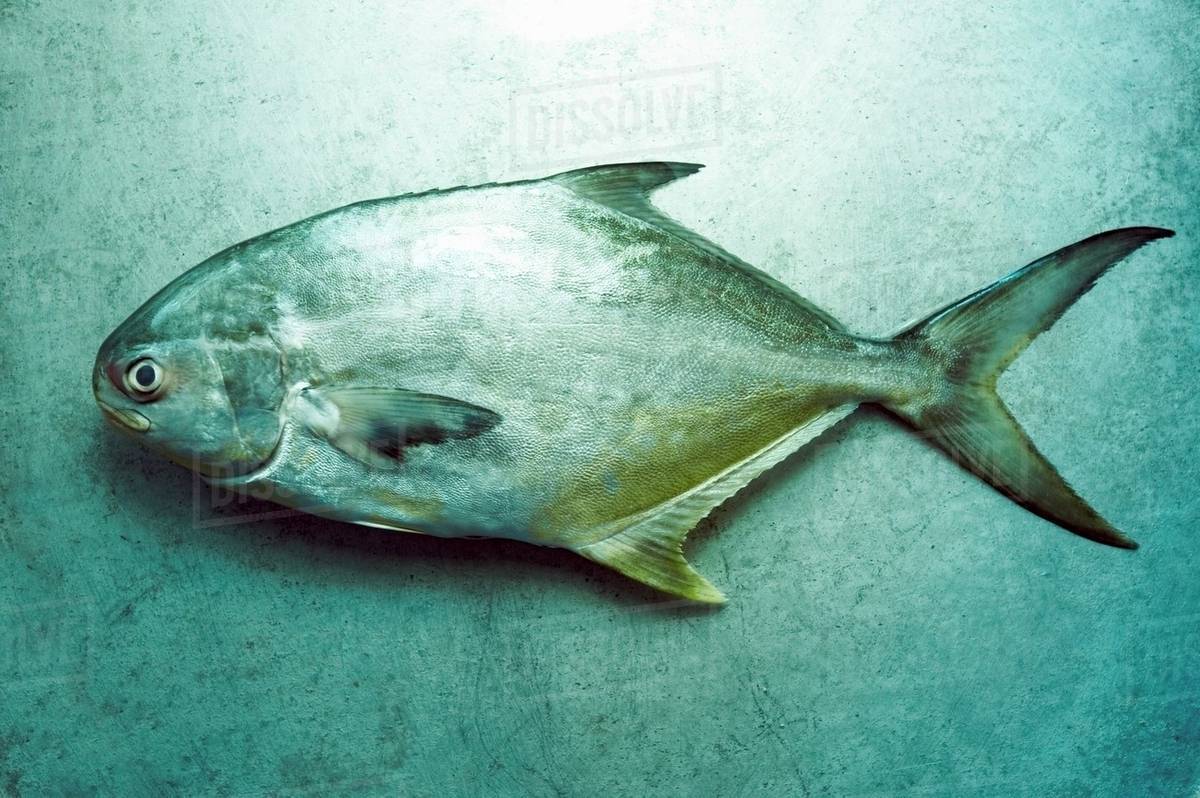 Whole Pompano Fish Stock Photo Dissolve