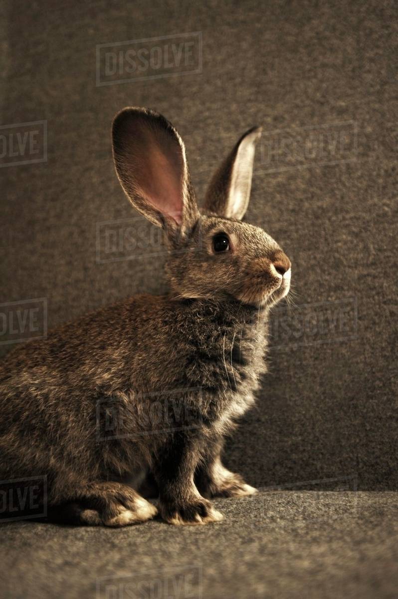 Live Rabbit Stock Photo Dissolve