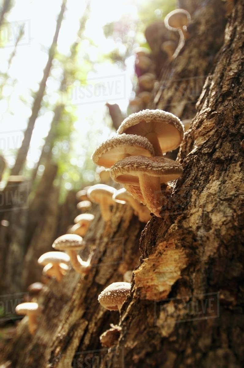 Shiitake Mushrooms Growing on an Oak in the Ozarks of Missouri Stock