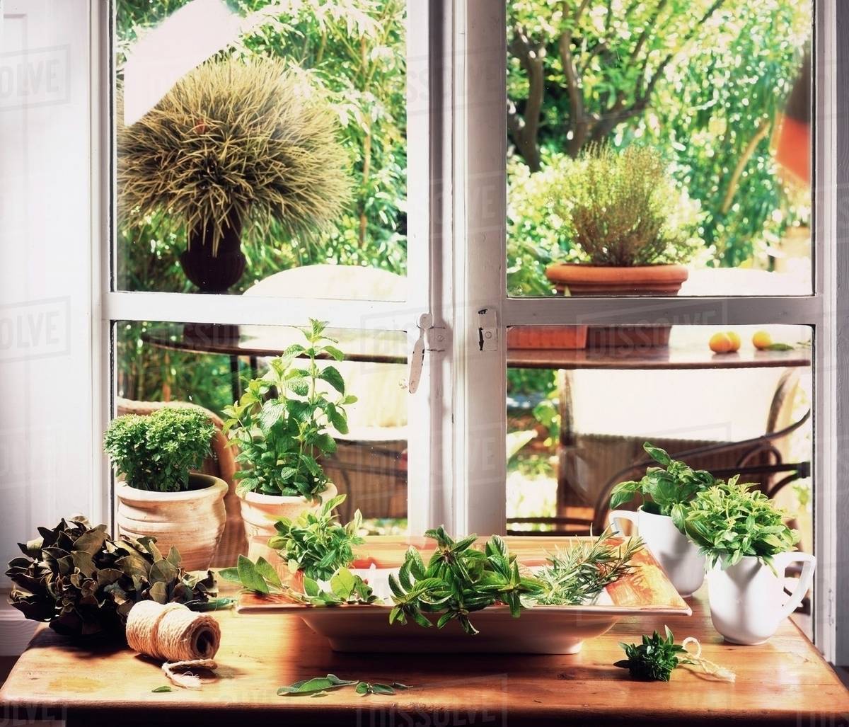 Lots Of Different Herbs In Front Of A Kitchen Window With A View