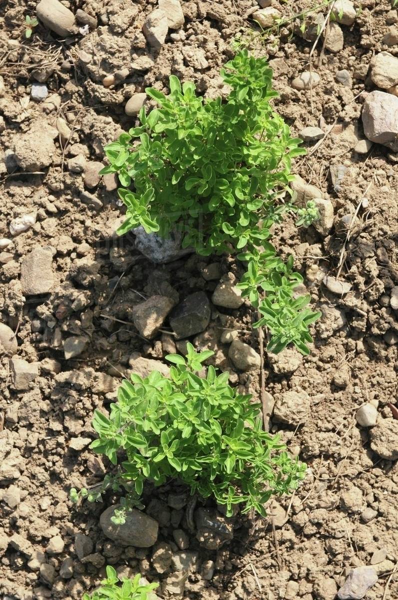 Oregano growing in the field Stock Photo Dissolve