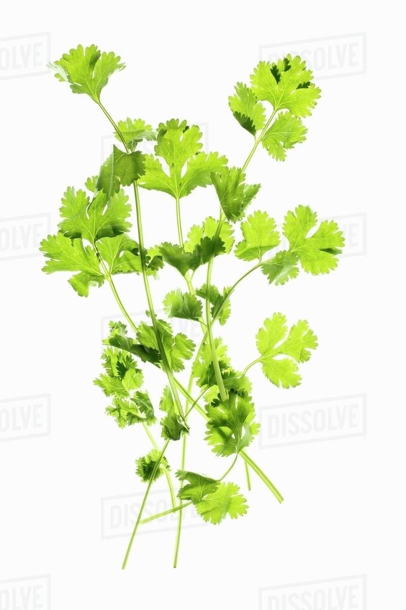 Fresh coriander Stock Photo Dissolve