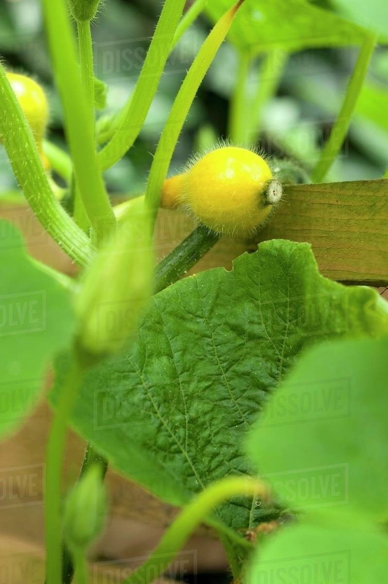 Small Hokkaido squashes on the plant in a raised bed Stock Photo