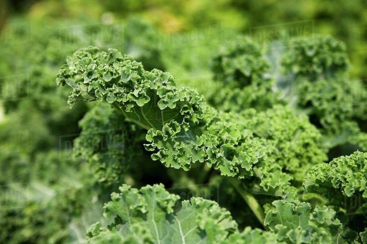 Kale in the vegetable plot (closeup) Stock Photo Dissolve