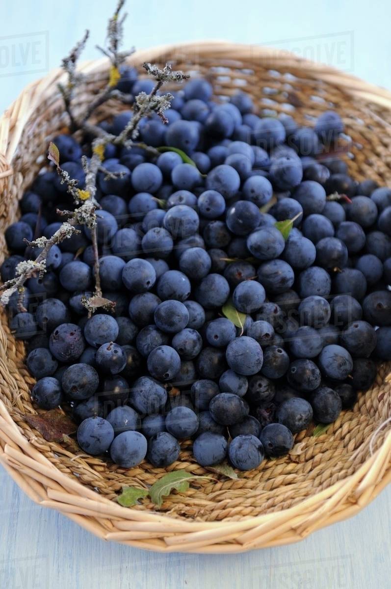 A basket of sloe berries Stock Photo Dissolve