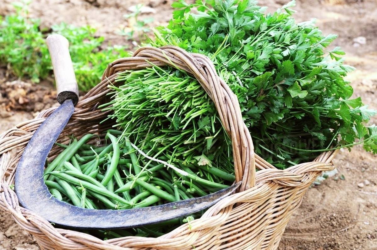 Freshly harvested green beans and parsley in a basket in the field