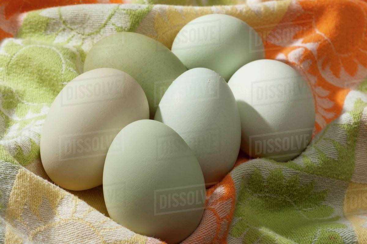 Fresh Araucana Eggs - Stock Photo - Dissolve