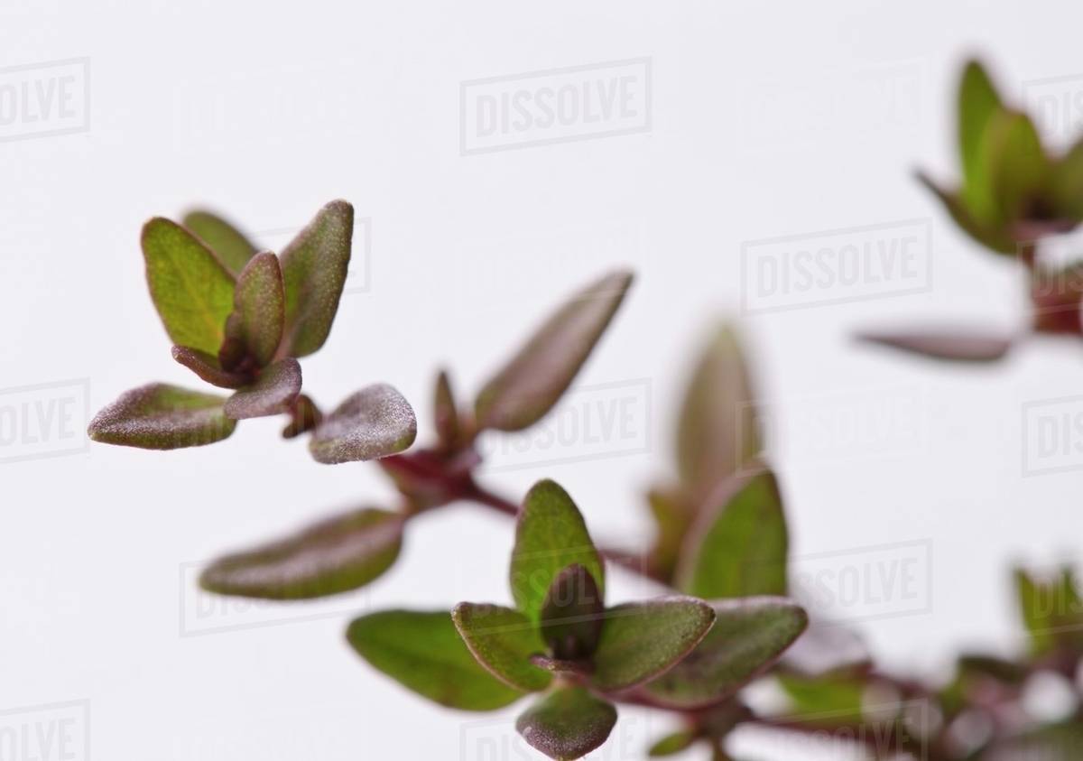 Close up of a Sprig of Thyme Stock Photo Dissolve