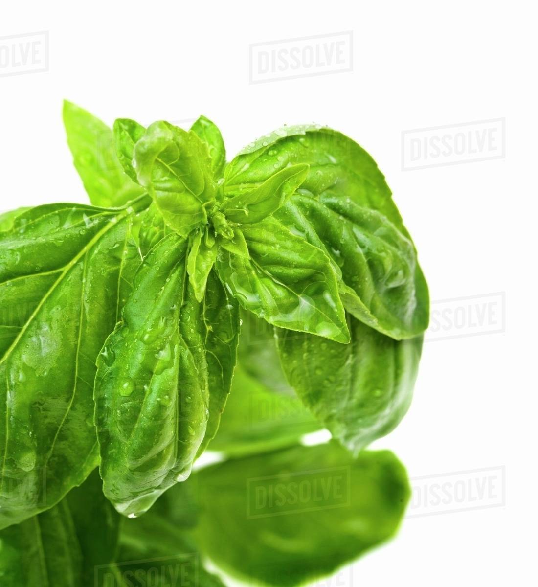 Freshly washed basil Stock Photo Dissolve