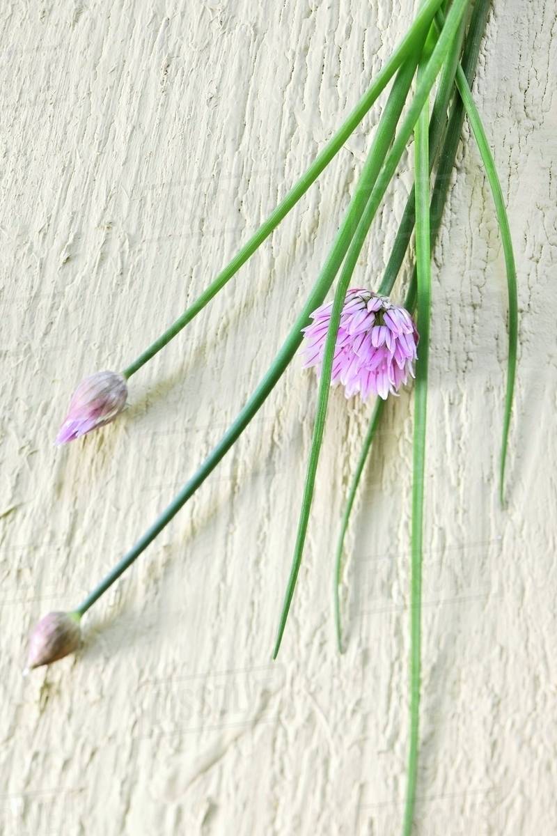 Chives in bloom Stock Photo Dissolve
