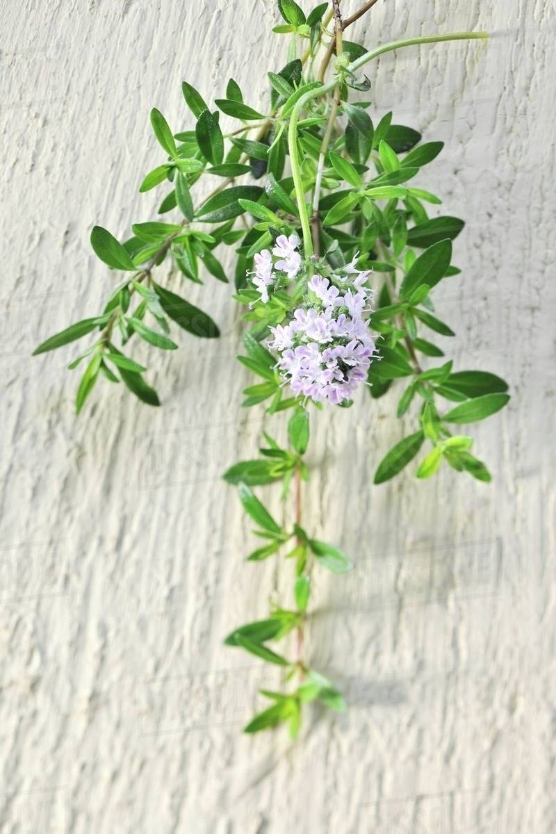 A bunch of thyme Stock Photo Dissolve