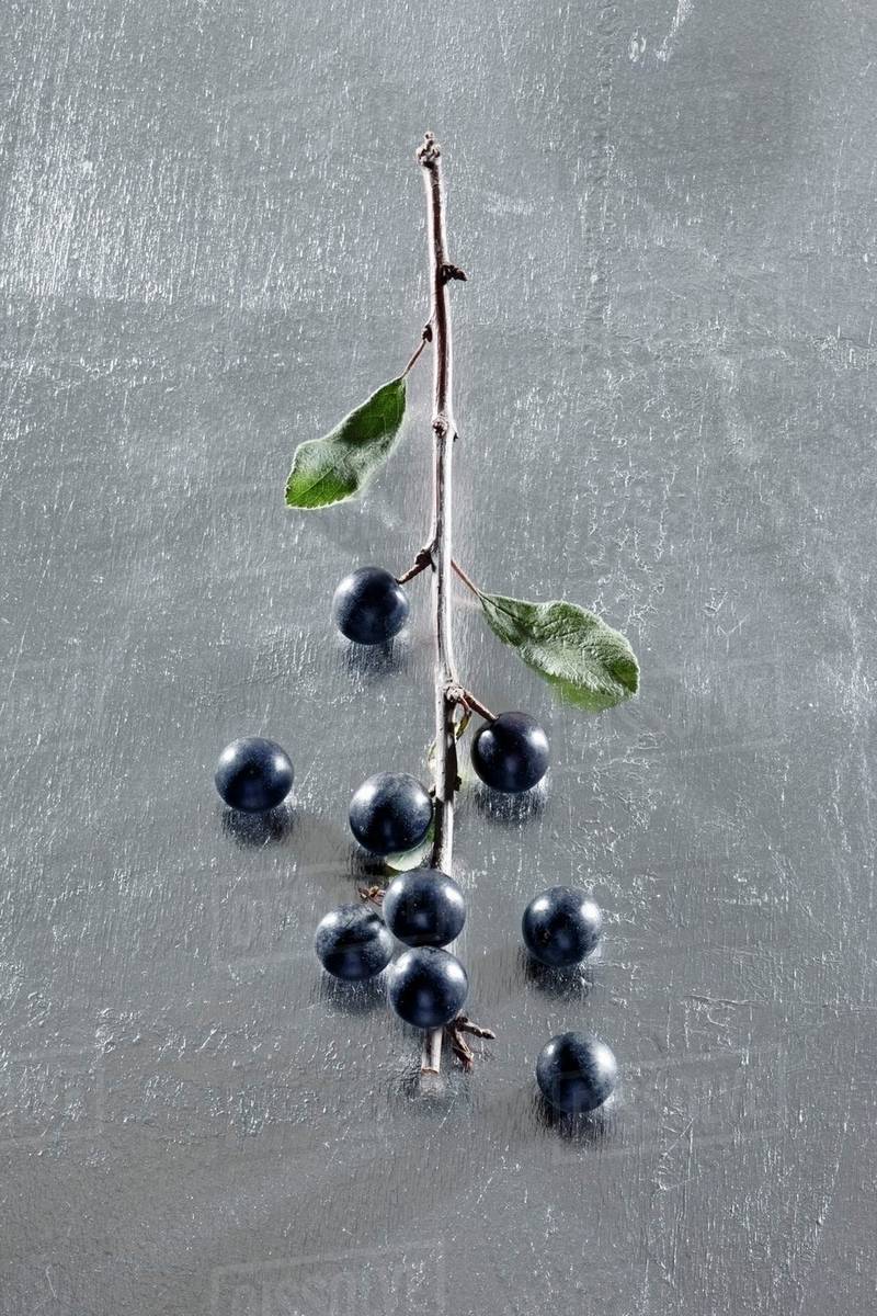 Sloe berries Stock Photo Dissolve