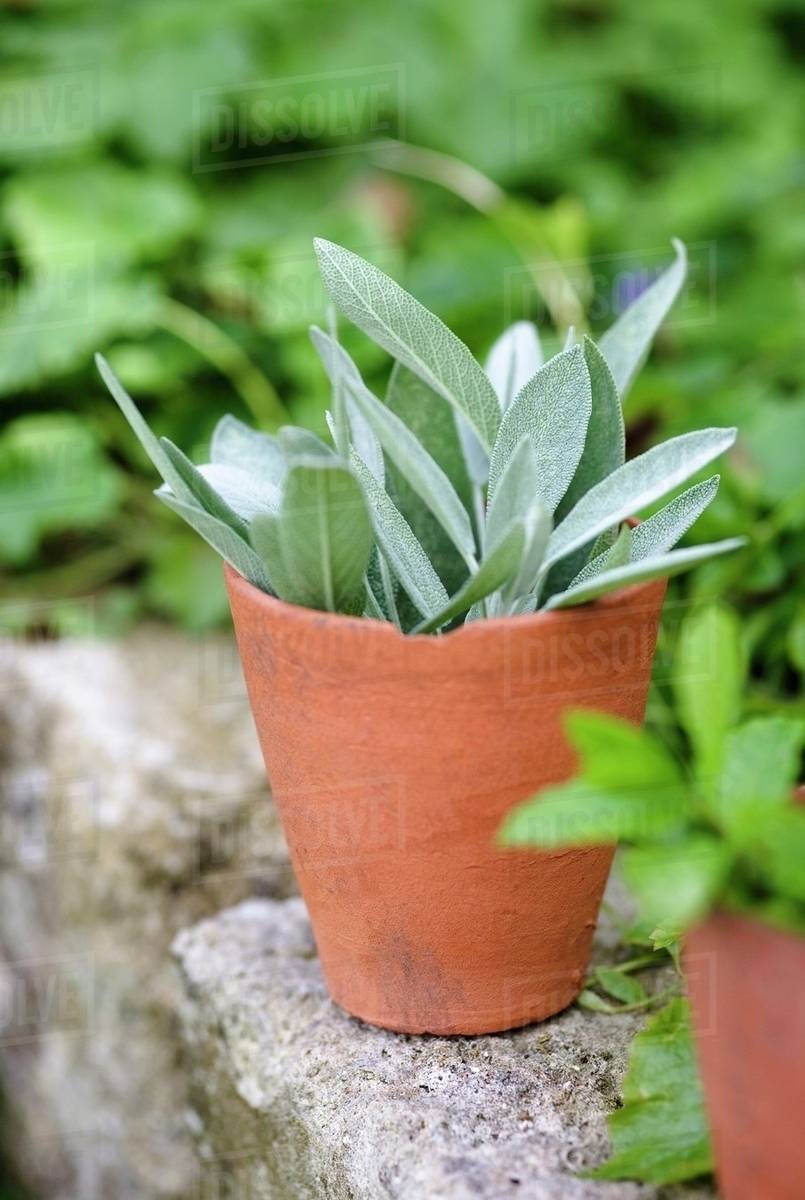 Sage in terracotta pot Stock Photo Dissolve