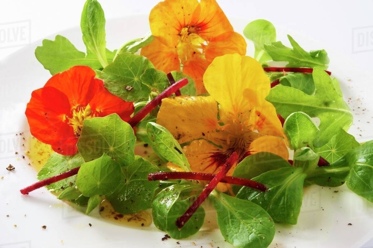Lamb's lettuce with nasturtium flowers Stock Photo Dissolve