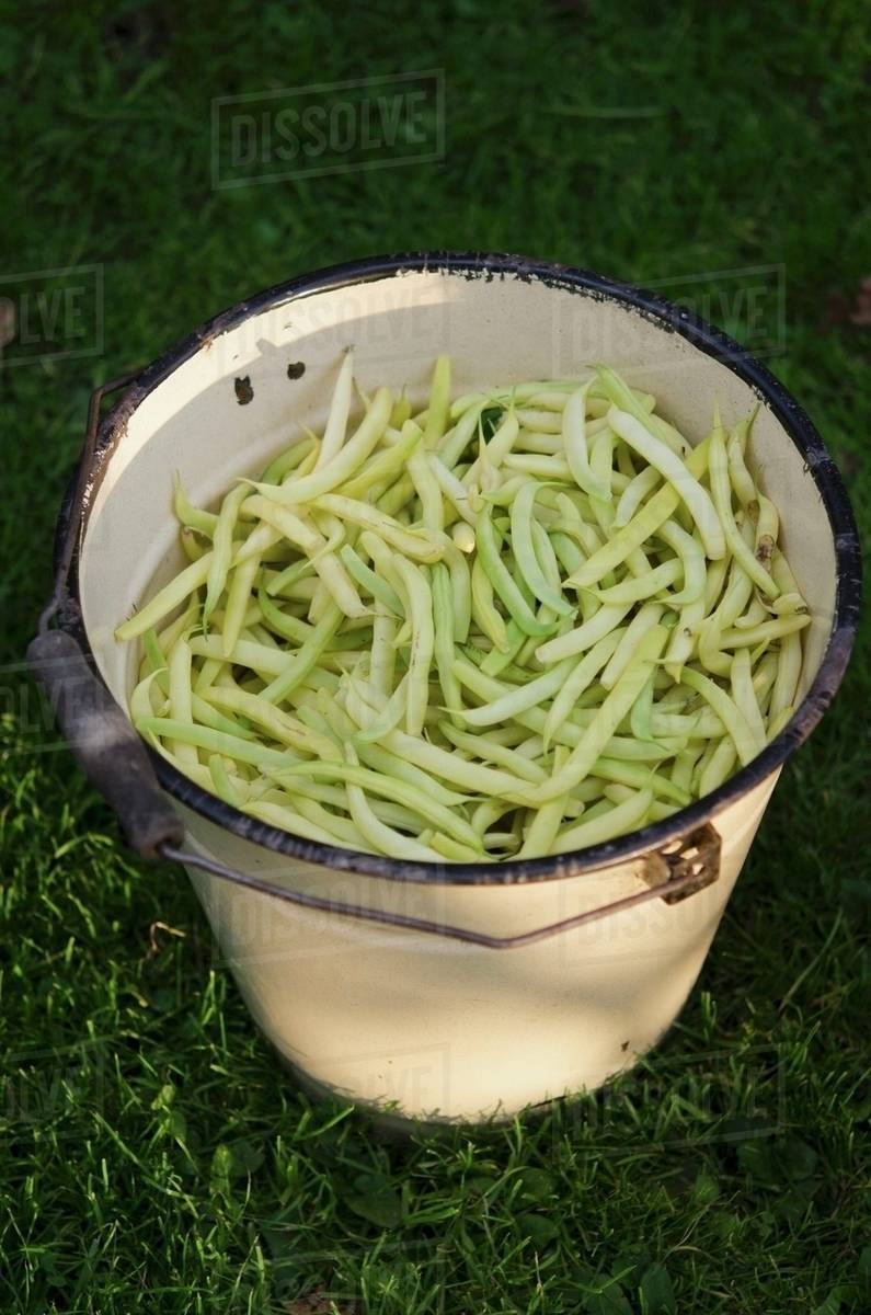 Wax beans Stock Photo Dissolve