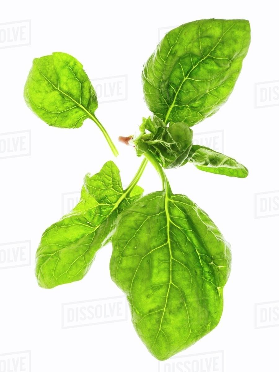 Spinach leaves on a white surface Stock Photo Dissolve