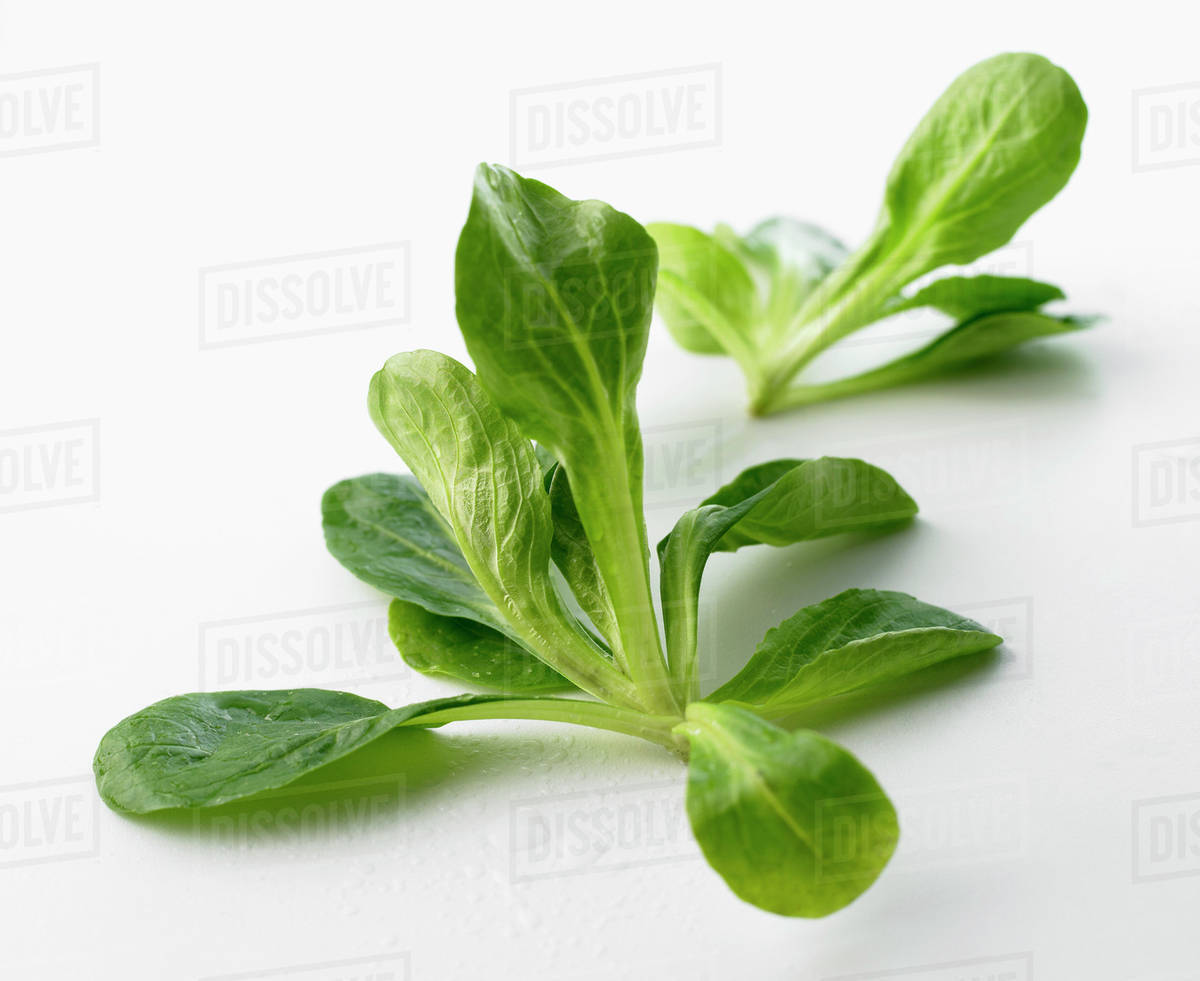 Fresh Lamb's Lettuce Stock Photo Dissolve