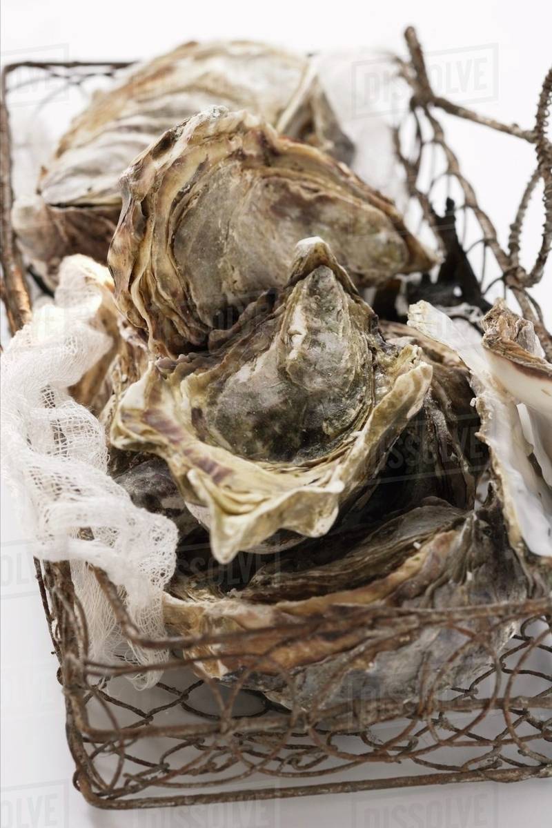Oysters in basket Stock Photo Dissolve