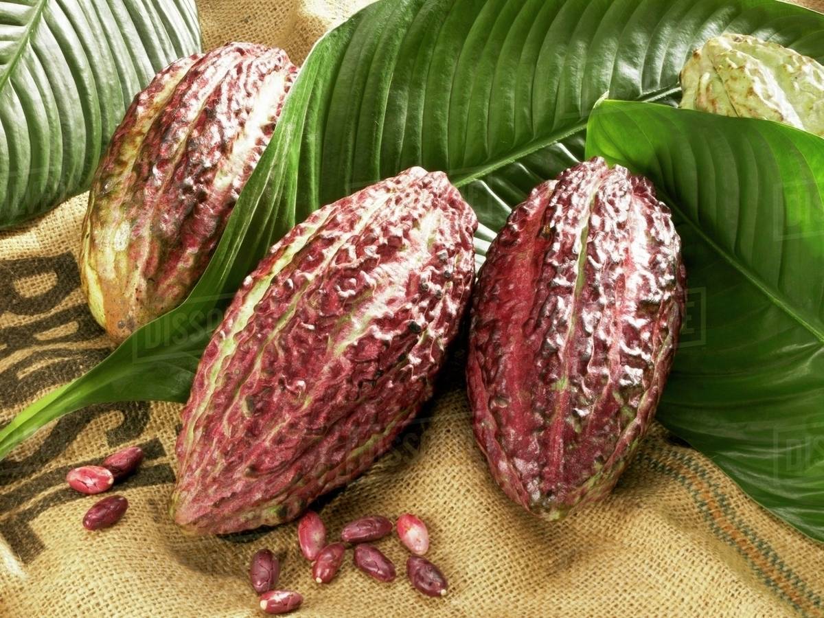Cacao fruits with leaves Stock Photo Dissolve