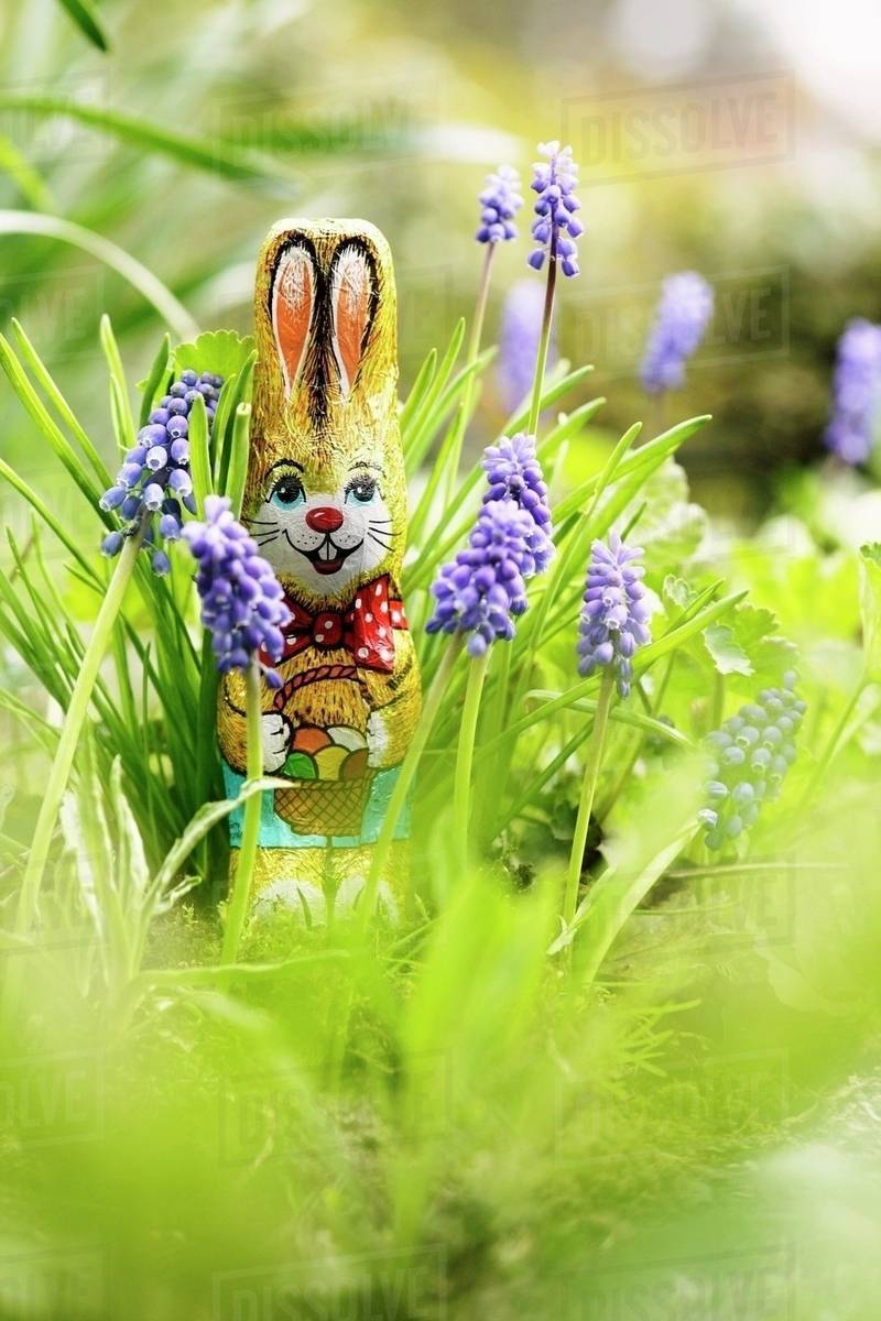 Grape hyacinths with chocolate Easter Bunny Stock Photo Dissolve