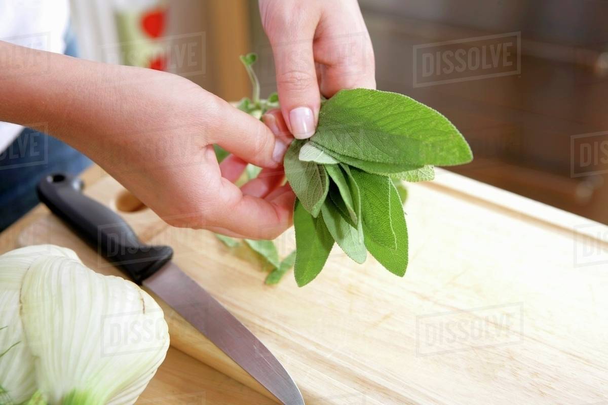 Hands holding fresh sage leaves Stock Photo Dissolve