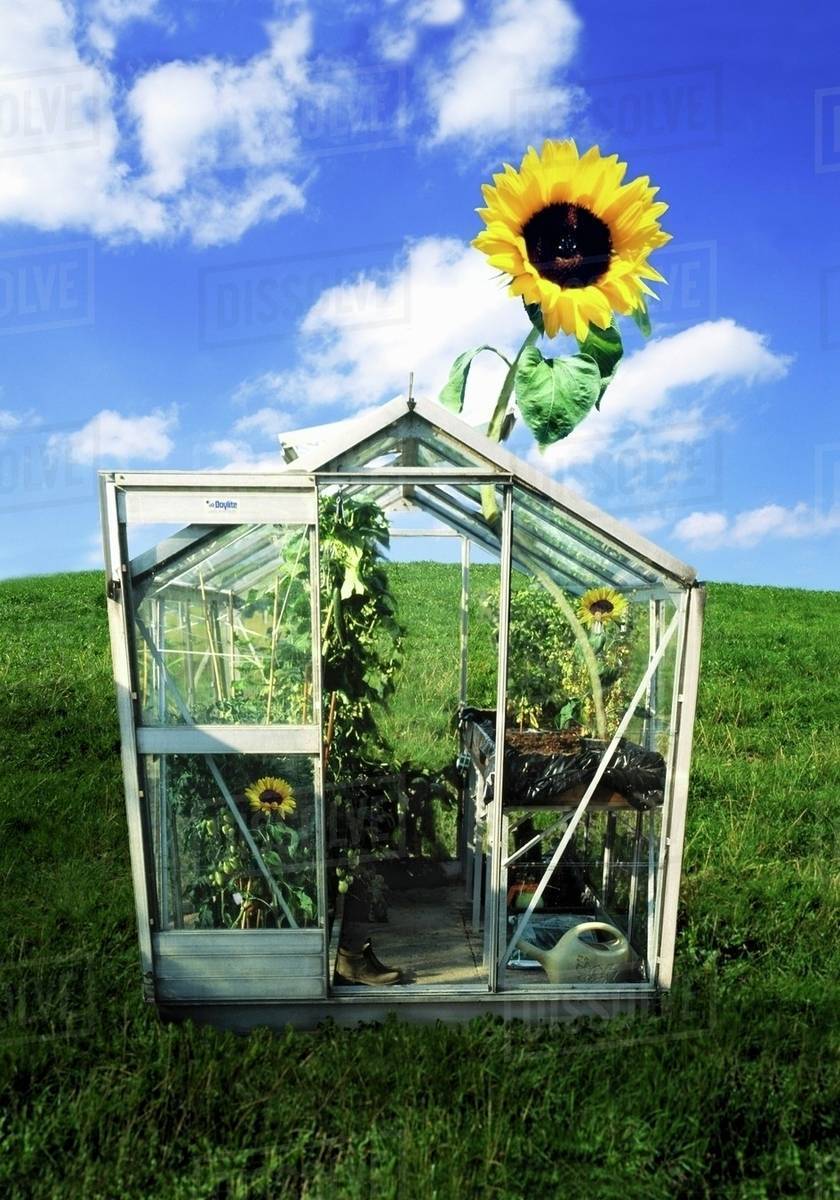 A sunflower growing out of a greenhouse Stock Photo Dissolve