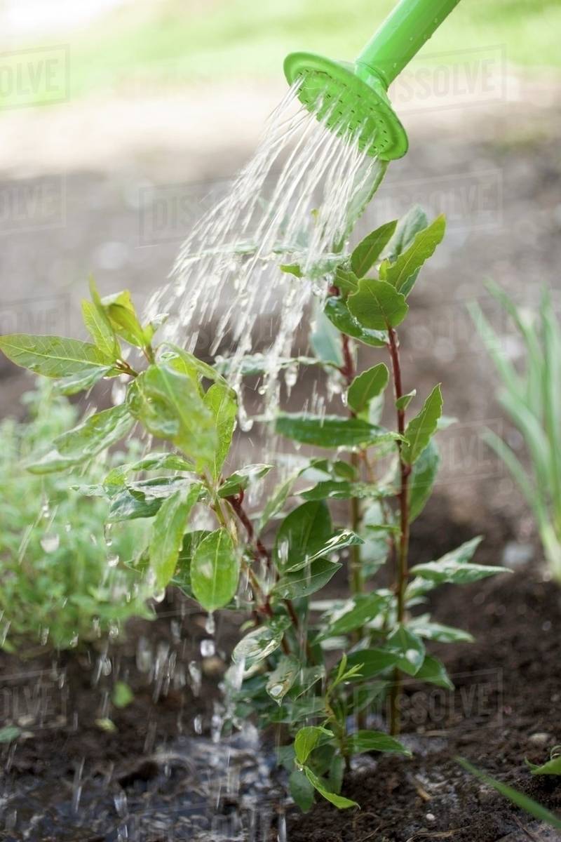 Watering bay plant Stock Photo Dissolve