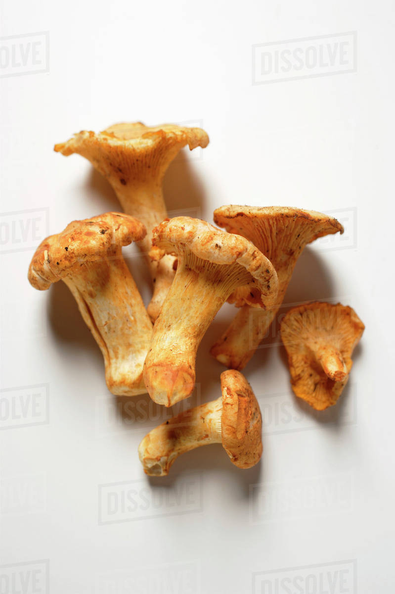 Fresh chanterelles Stock Photo Dissolve